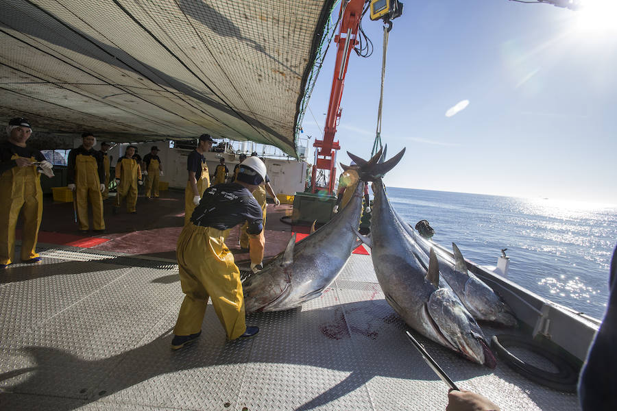 Japón 'pesca' por toneladas el atún que cría en aguas de la Región de Murcia