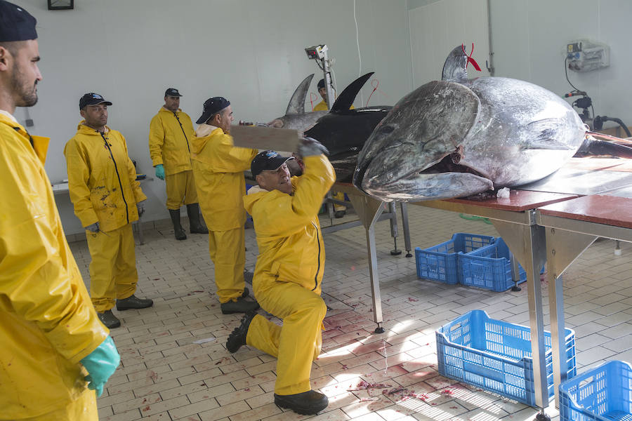 Japón 'pesca' por toneladas el atún que cría en aguas de la Región de Murcia