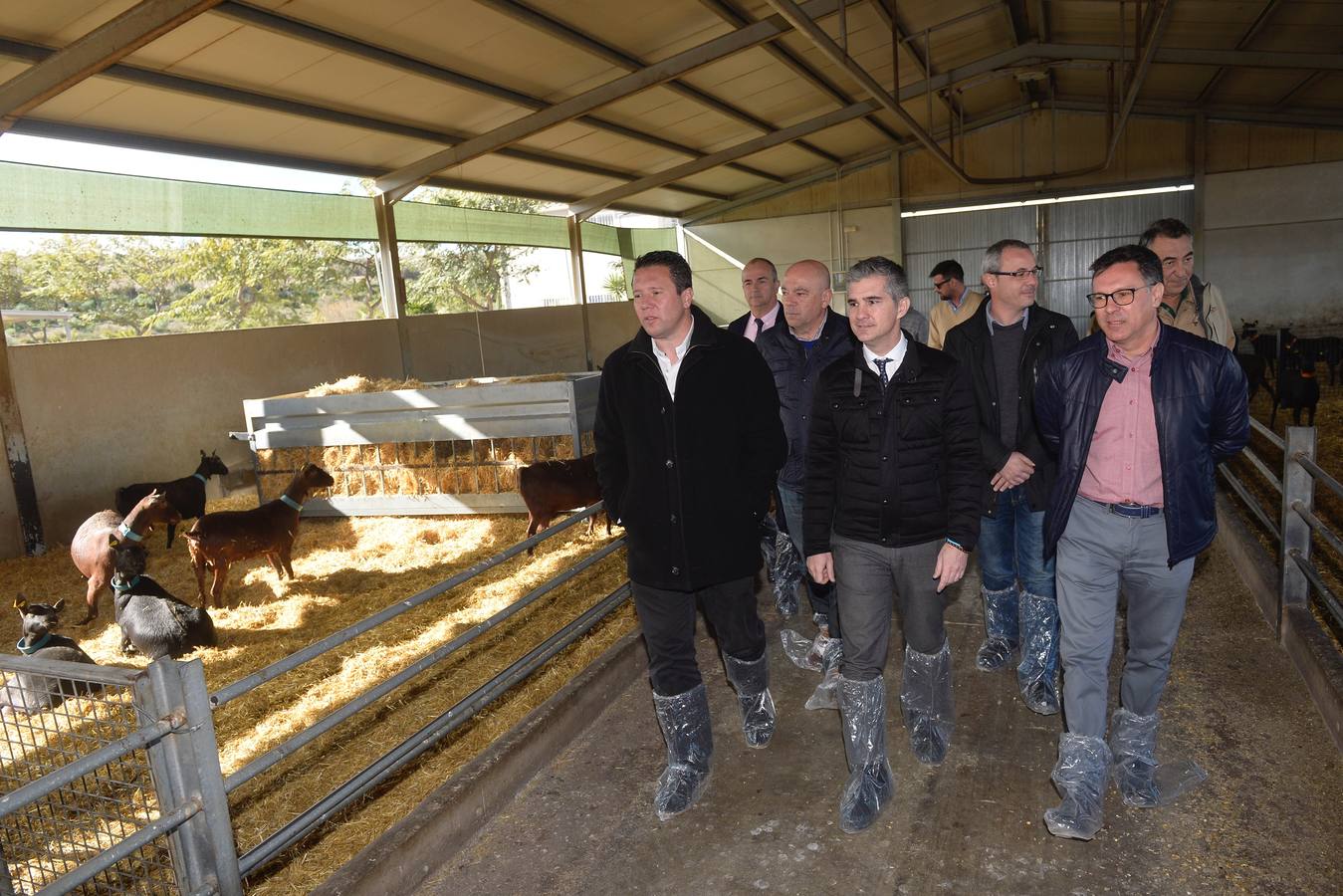 El consejero de Agua, Agricultura y Ganadería, Miguel Ángel del Amor, ha visitado la granja caprina Kpra de Mula que es la más grande de la Región con 3.500 cabras de la raza murciano-granadina