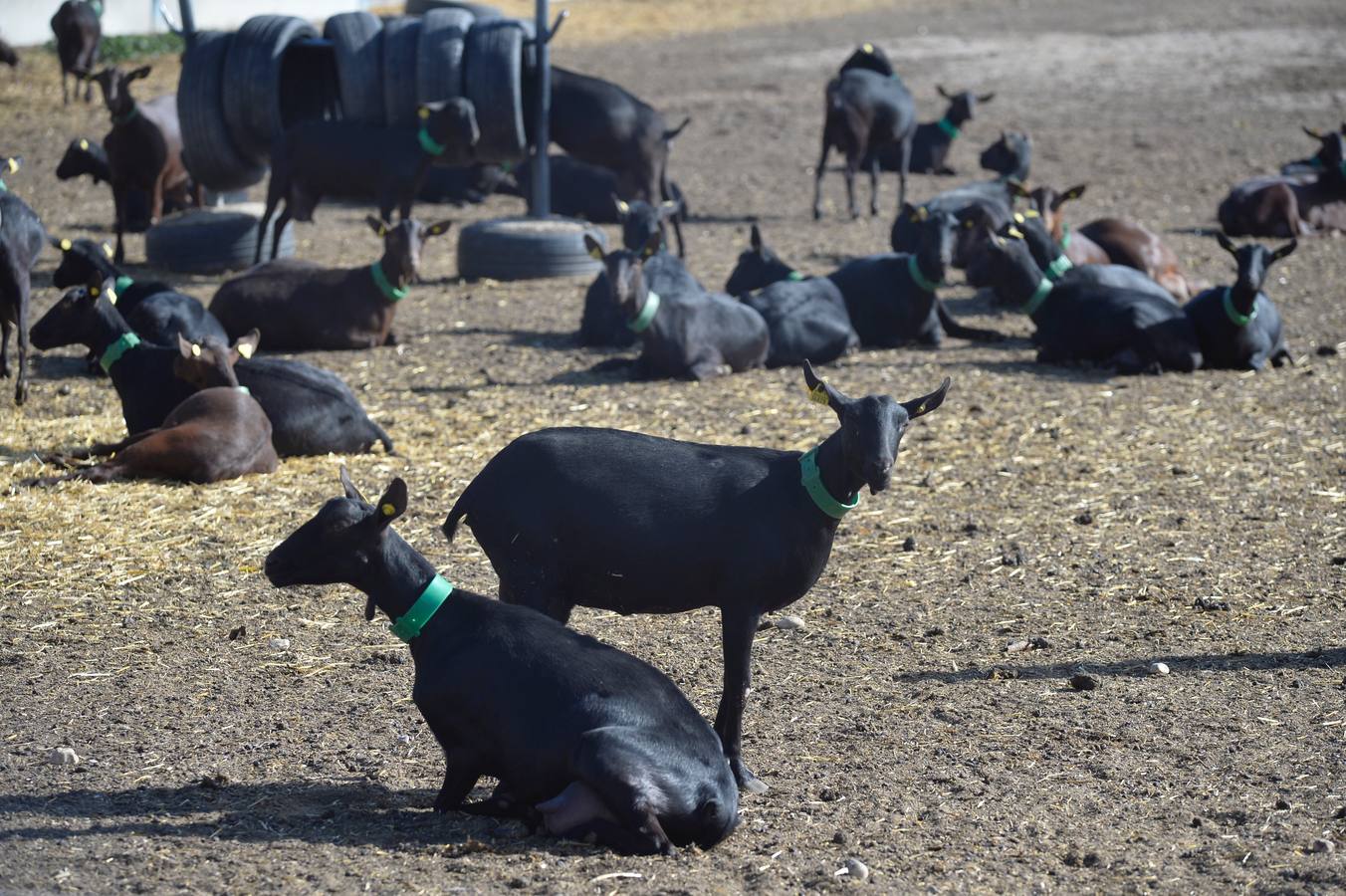 El consejero de Agua, Agricultura y Ganadería, Miguel Ángel del Amor, ha visitado la granja caprina Kpra de Mula que es la más grande de la Región con 3.500 cabras de la raza murciano-granadina