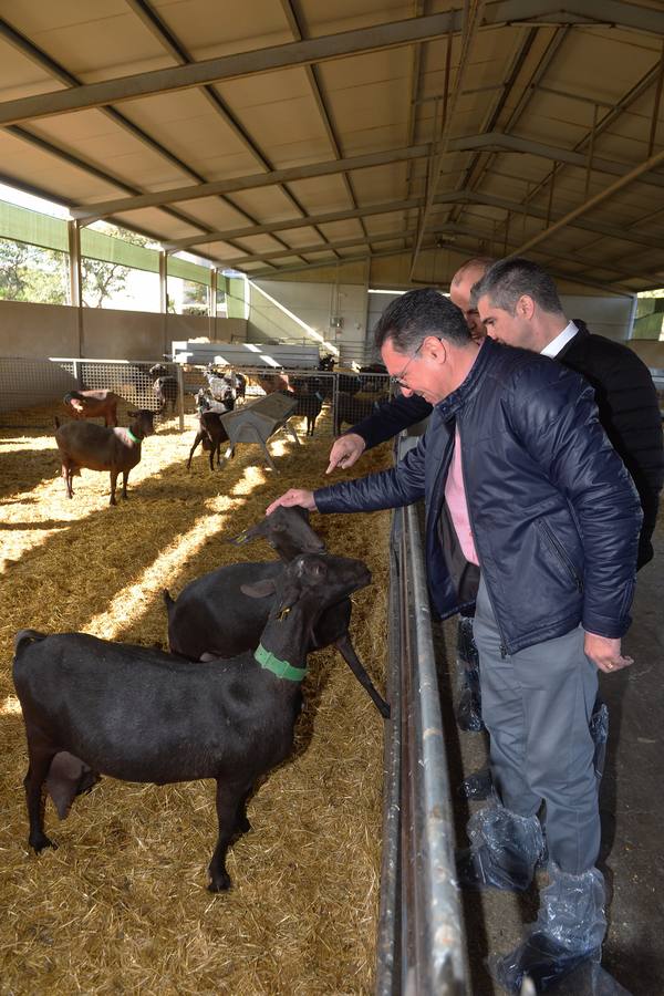 El consejero de Agua, Agricultura y Ganadería, Miguel Ángel del Amor, ha visitado la granja caprina Kpra de Mula que es la más grande de la Región con 3.500 cabras de la raza murciano-granadina