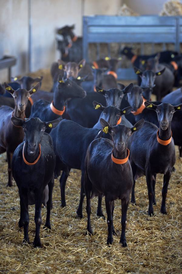 El consejero de Agua, Agricultura y Ganadería, Miguel Ángel del Amor, ha visitado la granja caprina Kpra de Mula que es la más grande de la Región con 3.500 cabras de la raza murciano-granadina