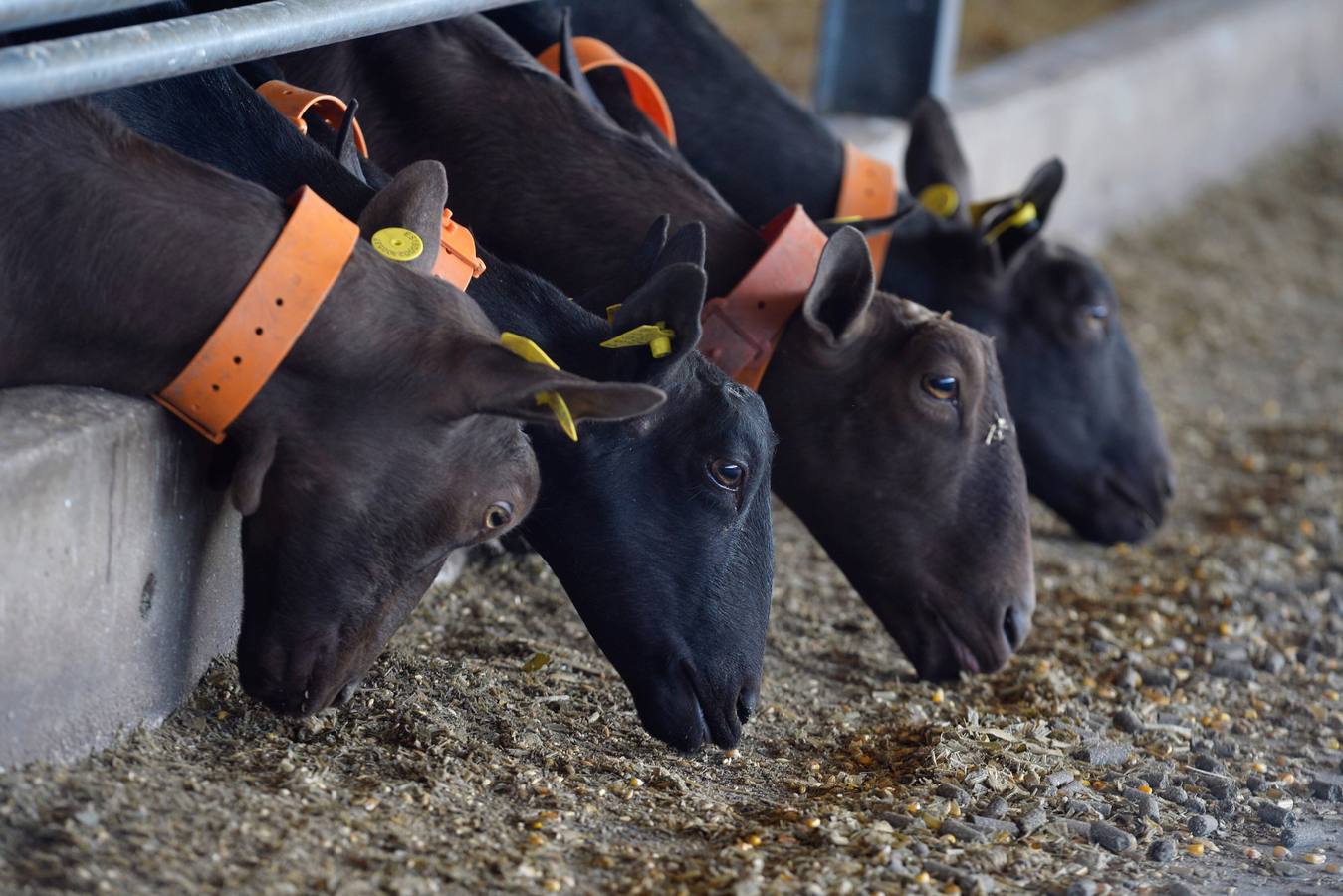 El consejero de Agua, Agricultura y Ganadería, Miguel Ángel del Amor, ha visitado la granja caprina Kpra de Mula que es la más grande de la Región con 3.500 cabras de la raza murciano-granadina