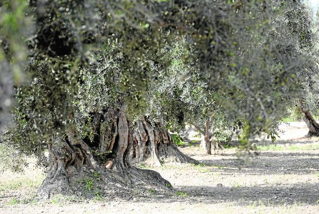 Olivos plantados de forma tradicional. 