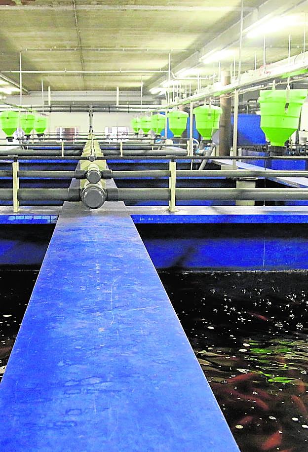 Cultivo en piscifactoría. 