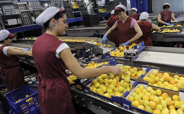 Dos trabajadoras de la cooperativa Frucimu, de Mula, preparan cajas de albaricoque.