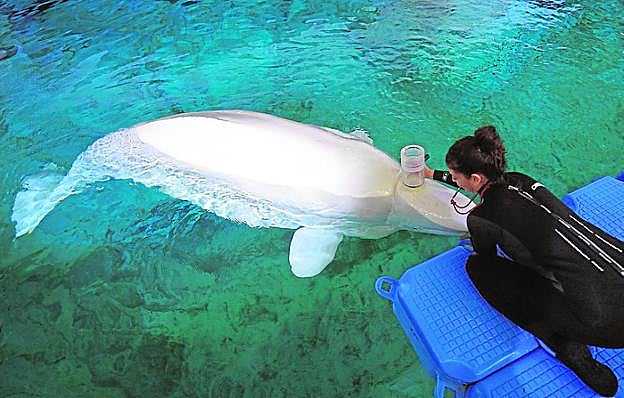 Una cuidadora mide la respiración a una beluga. 