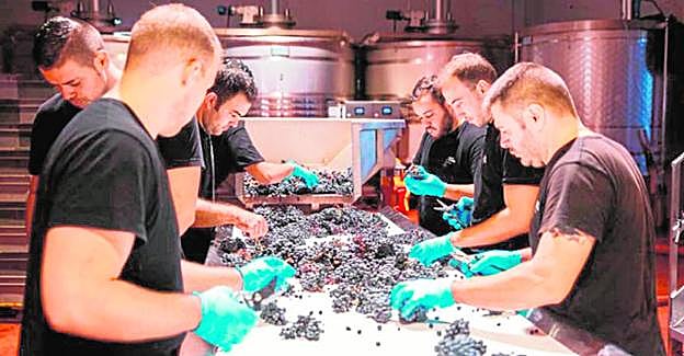 Un grupo de trabajadores de Bodegas Barahonda, en Yecla, durante el proceso de selección de la uva para sus vinos. 
