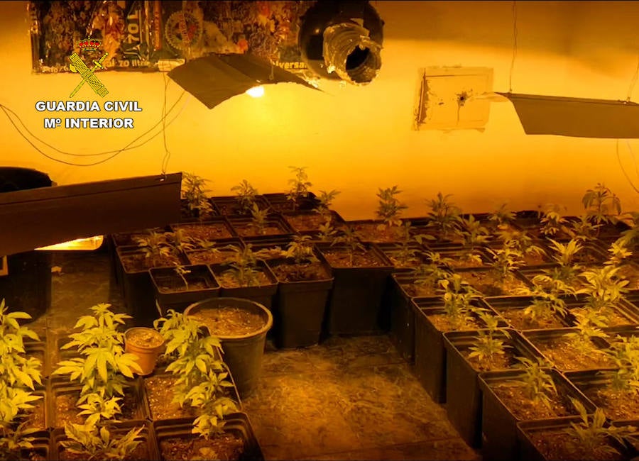 La Guardia Civil desmantela un invernadero clandestino dedicado al cultivo intensivo de marihuana.