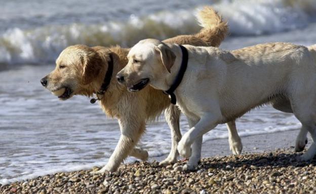 Un 'Airbnb para perros' como alternativa a las residencias