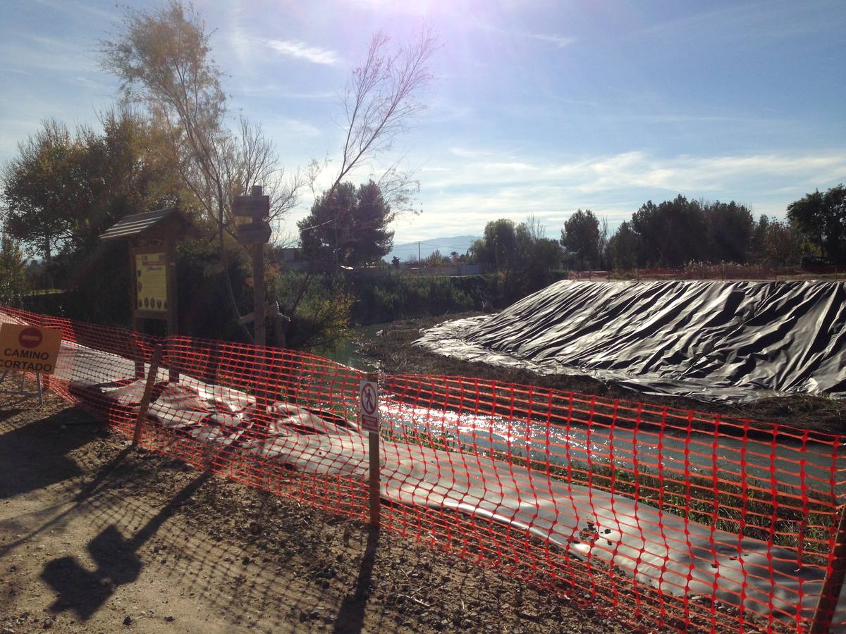 El bosque de galería cubrirá amplios tramos de las riberas del río en pocos años