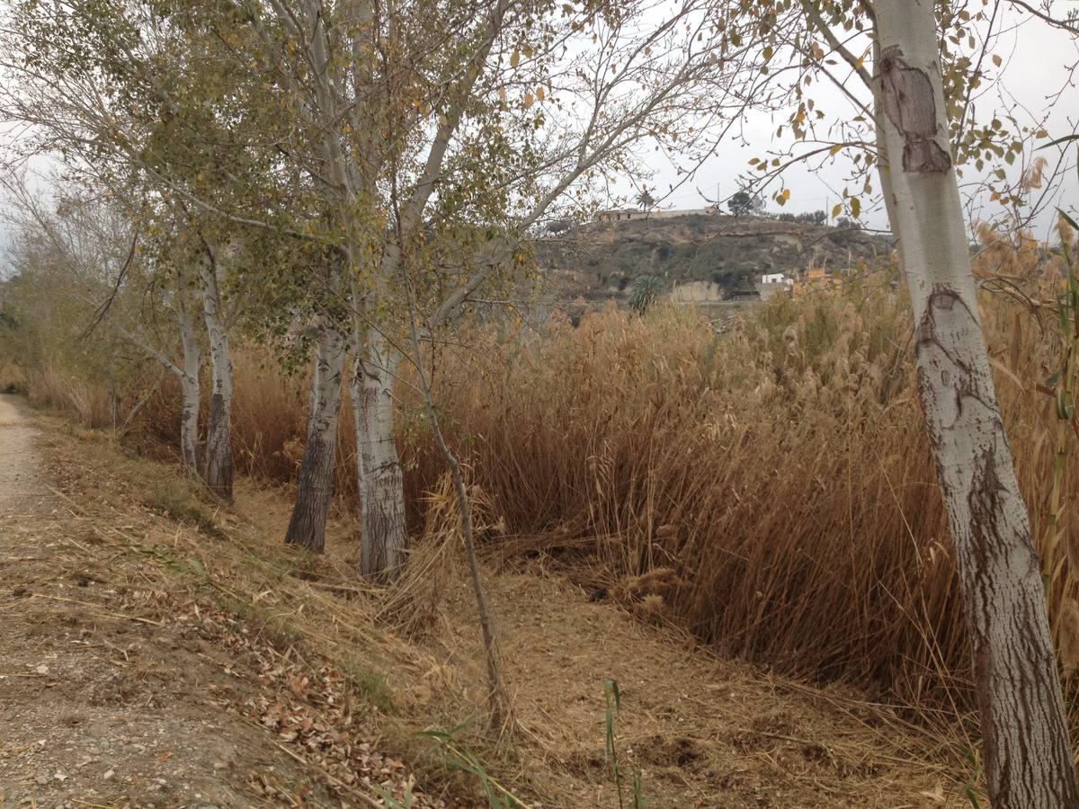 El bosque de galería cubrirá amplios tramos de las riberas del río en pocos años