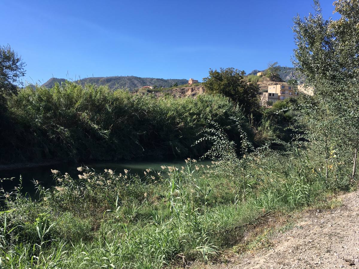 El bosque de galería cubrirá amplios tramos de las riberas del río en pocos años