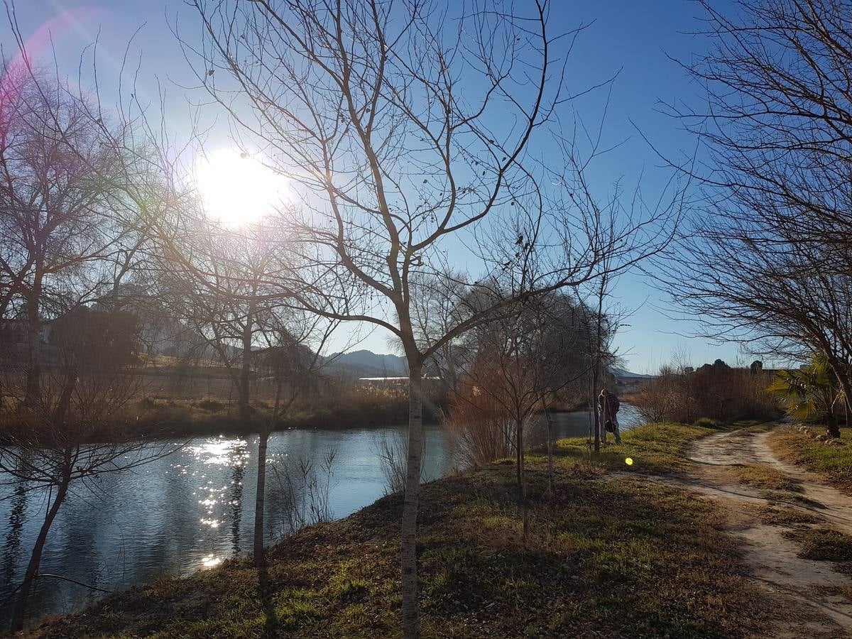 El bosque de galería cubrirá amplios tramos de las riberas del río en pocos años