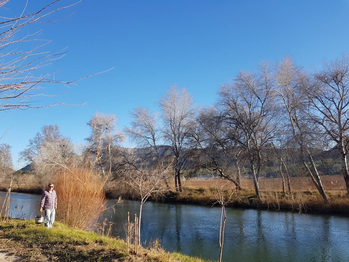 El bosque de galería cubrirá amplios tramos de las riberas del río en pocos años