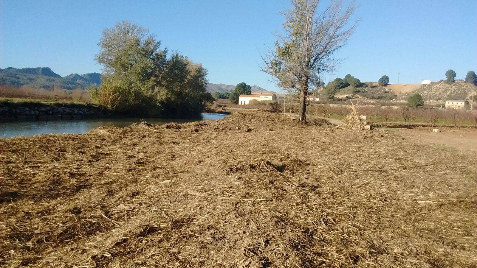 El bosque de galería cubrirá amplios tramos de las riberas del río en pocos años