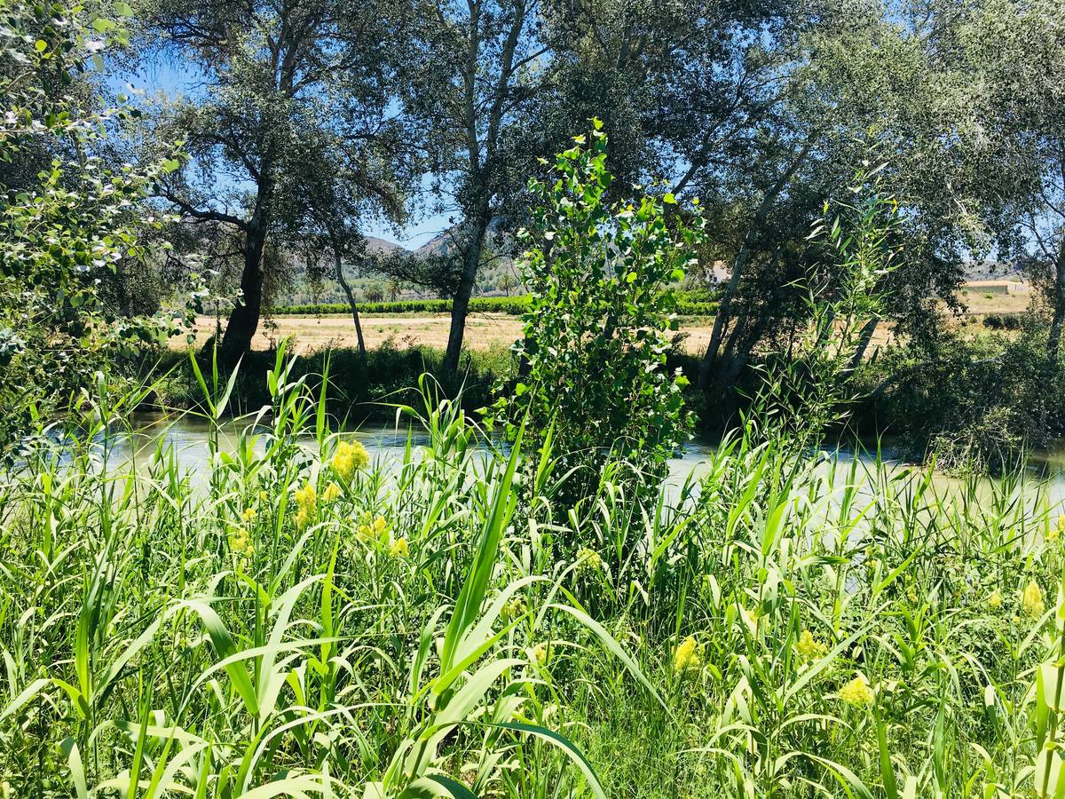 El bosque de galería cubrirá amplios tramos de las riberas del río en pocos años