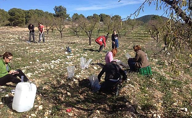 Plantas aromáticas en un huerto de almendros. 