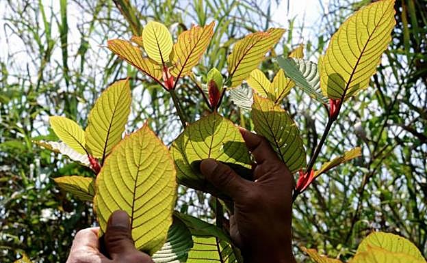 Hojas del arbusto del Kraton. 