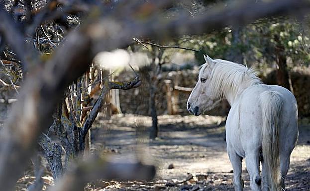 Imagen principal - La pareja española que lo ha dejado todo para crear un santuario de animales
