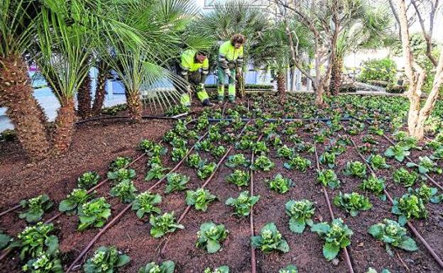 Adornan varios jardines públicos con 4.000 plantas