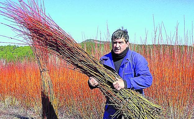 Un agricultor recoge una gavilla de mimbre.