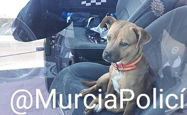 El perro en el asiento del copiloto tras el accidente.