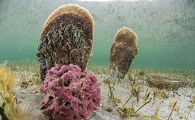 Dos ejemplares de nacra ('Pinna nobilis') adheridas al lecho arenoso y junto a una esponja 'Haliclona mediterranea'. 