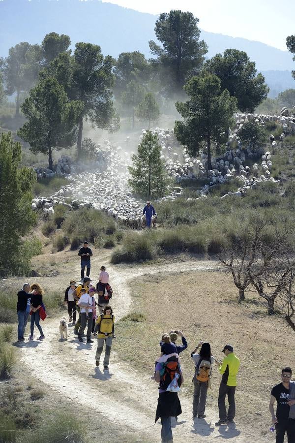 Más de 70 personas participaron el domingo en la VI Marcha Ganadera de Abarán, que discurrió por el Cordel de las Pocicas, en la Sierra de La Pila.
