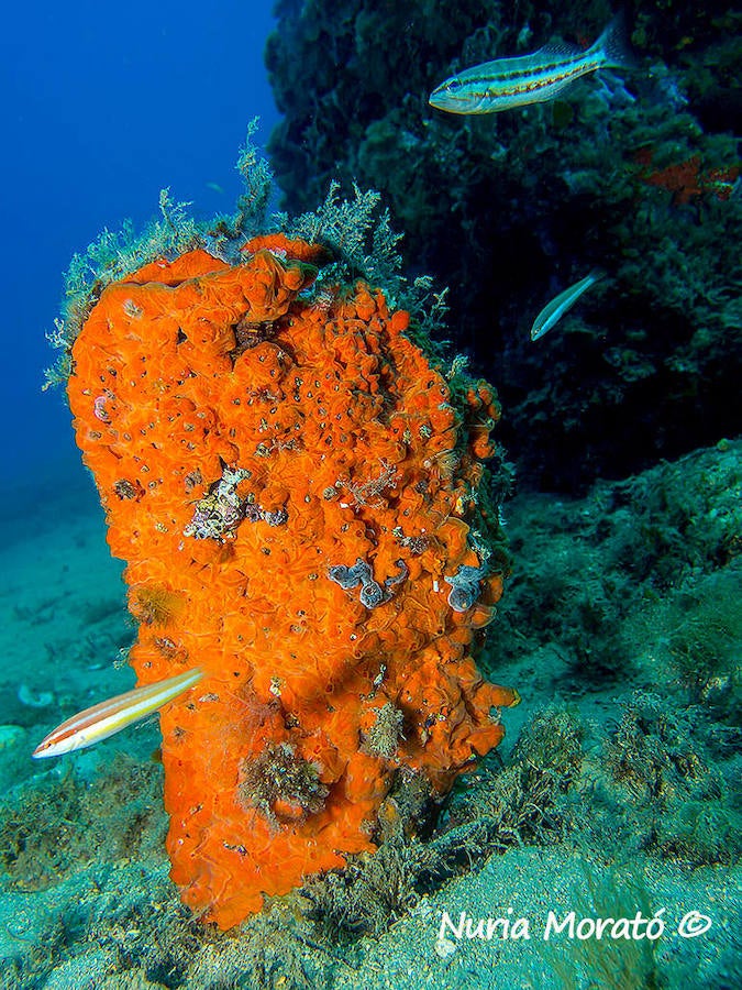Un repaso a la fauna y la vegetación sumergida del espacio que se convertirá en tercera reserva marina de la Región de Murcia