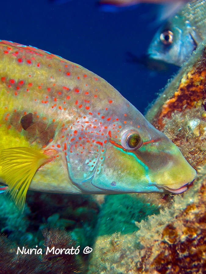 Un repaso a la fauna y la vegetación sumergida del espacio que se convertirá en tercera reserva marina de la Región de Murcia