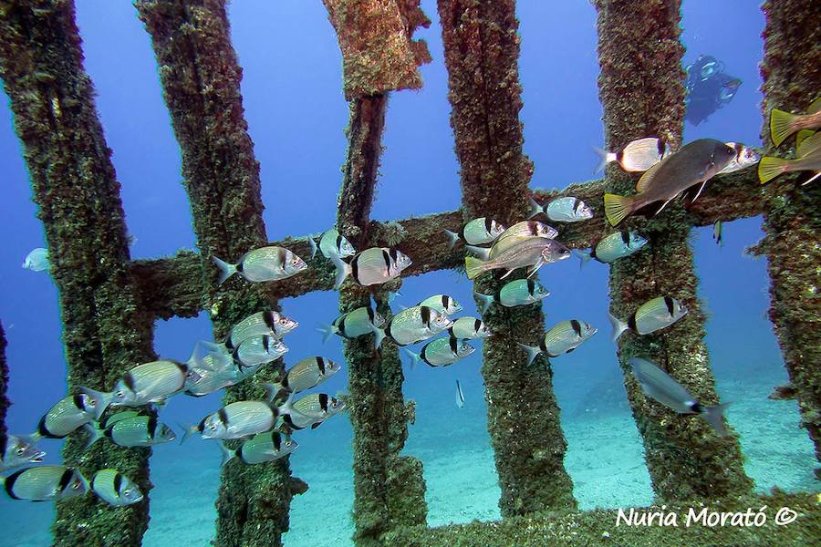 Un repaso a la fauna y la vegetación sumergida del espacio que se convertirá en tercera reserva marina de la Región de Murcia