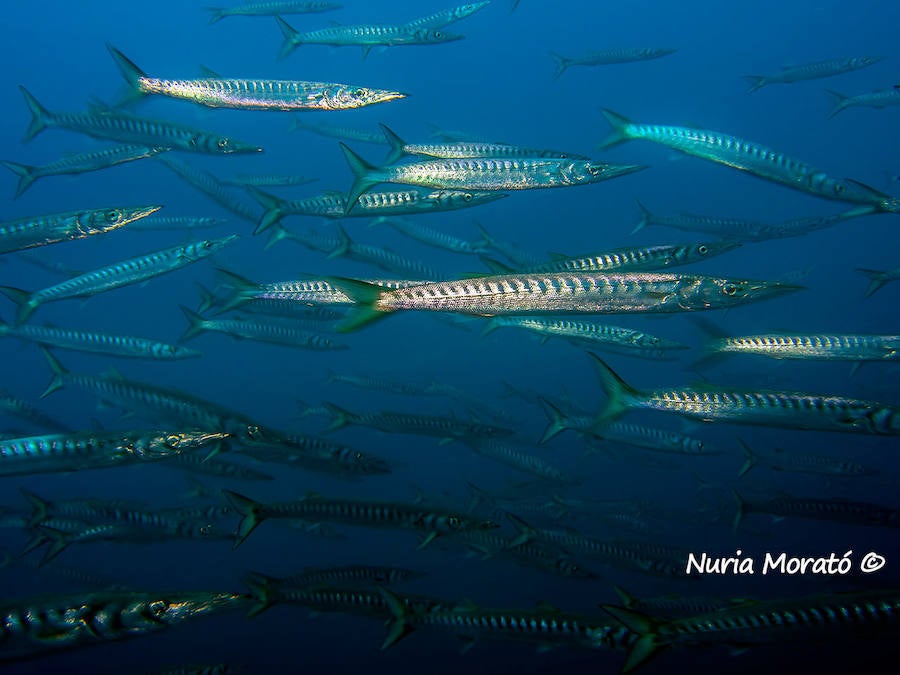 Un repaso a la fauna y la vegetación sumergida del espacio que se convertirá en tercera reserva marina de la Región de Murcia