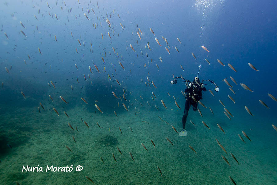 Un repaso a la fauna y la vegetación sumergida del espacio que se convertirá en tercera reserva marina de la Región de Murcia