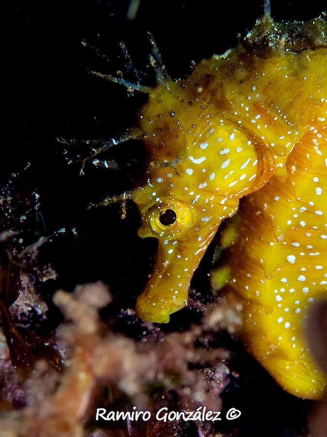 Un repaso a la fauna y la vegetación sumergida del espacio que se convertirá en tercera reserva marina de la Región de Murcia