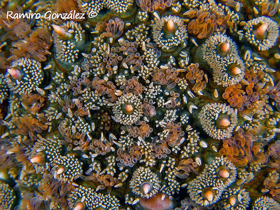 Un repaso a la fauna y la vegetación sumergida del espacio que se convertirá en tercera reserva marina de la Región de Murcia