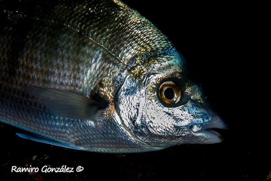 Un repaso a la fauna y la vegetación sumergida del espacio que se convertirá en tercera reserva marina de la Región de Murcia