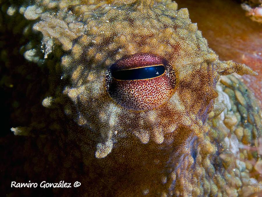 Un repaso a la fauna y la vegetación sumergida del espacio que se convertirá en tercera reserva marina de la Región de Murcia