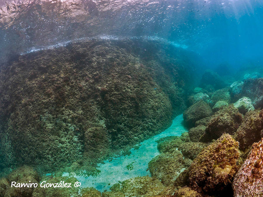 Un repaso a la fauna y la vegetación sumergida del espacio que se convertirá en tercera reserva marina de la Región de Murcia