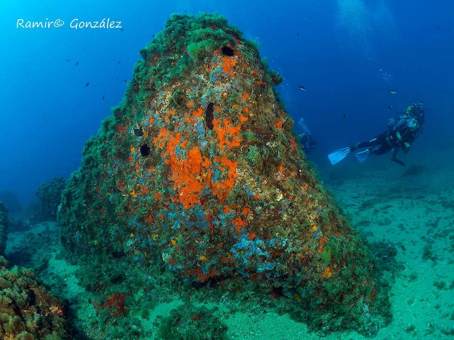 Un repaso a la fauna y la vegetación sumergida del espacio que se convertirá en tercera reserva marina de la Región de Murcia