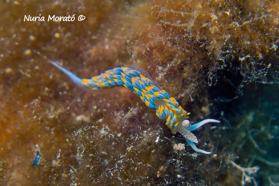 Un repaso a la fauna y la vegetación sumergida del espacio que se convertirá en tercera reserva marina de la Región de Murcia