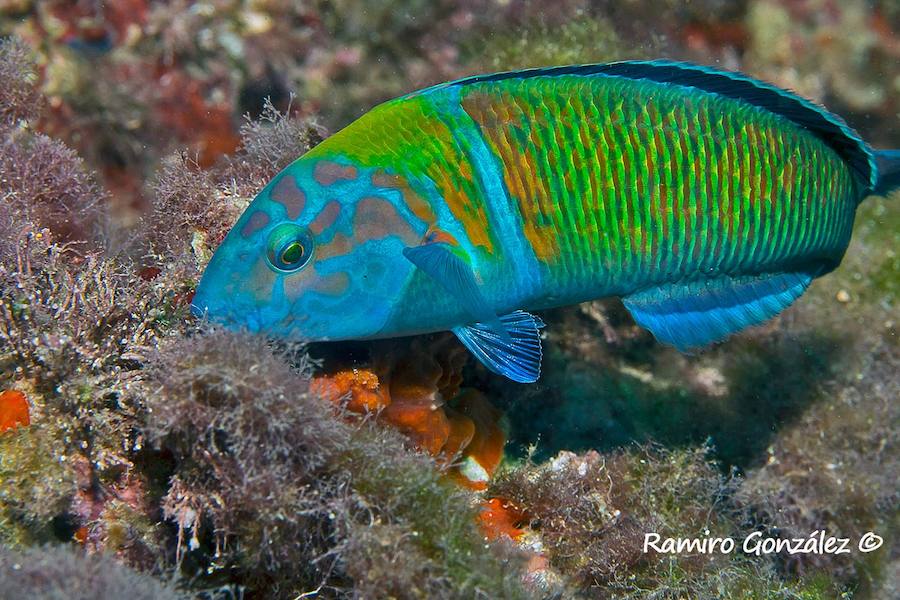 Un repaso a la fauna y la vegetación sumergida del espacio que se convertirá en tercera reserva marina de la Región de Murcia