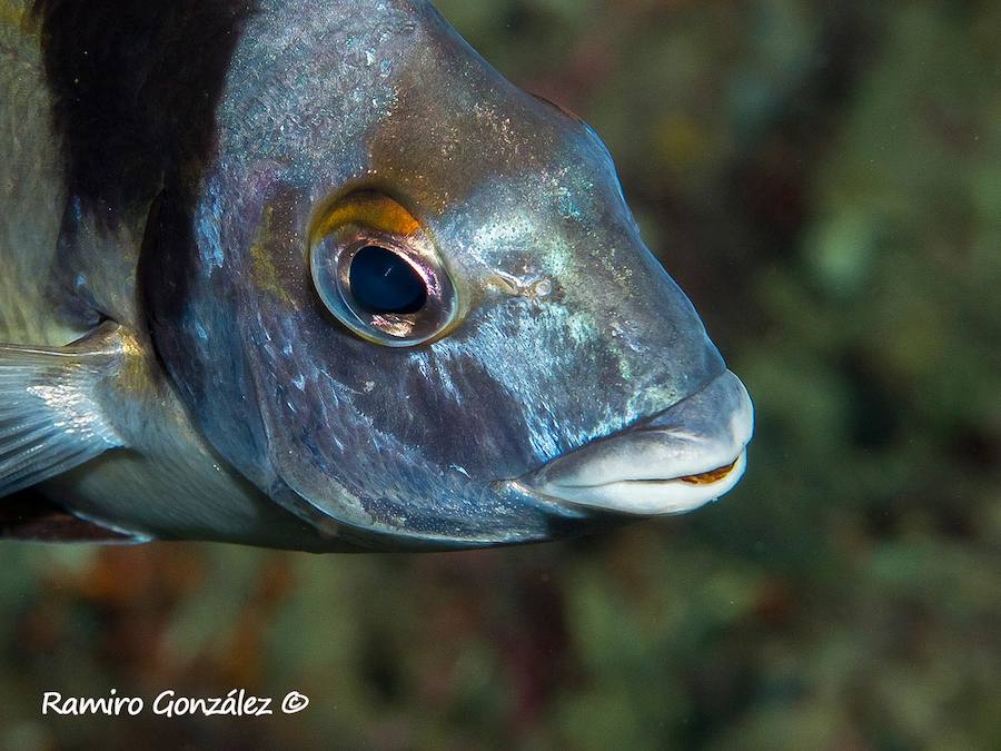 Un repaso a la fauna y la vegetación sumergida del espacio que se convertirá en tercera reserva marina de la Región de Murcia