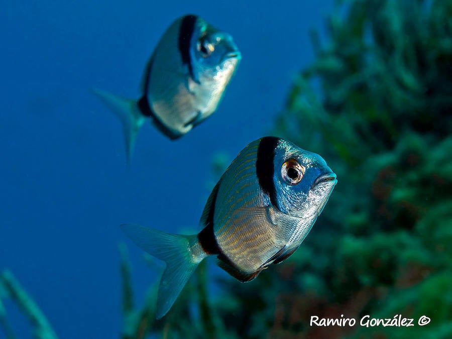 Un repaso a la fauna y la vegetación sumergida del espacio que se convertirá en tercera reserva marina de la Región de Murcia