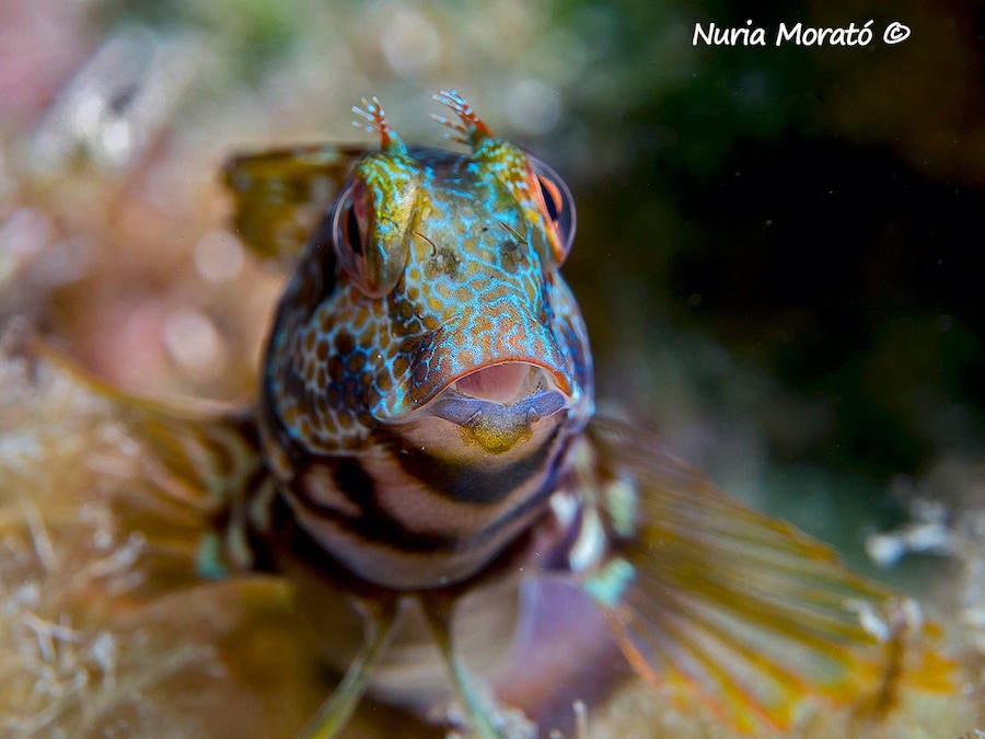Un repaso a la fauna y la vegetación sumergida del espacio que se convertirá en tercera reserva marina de la Región de Murcia