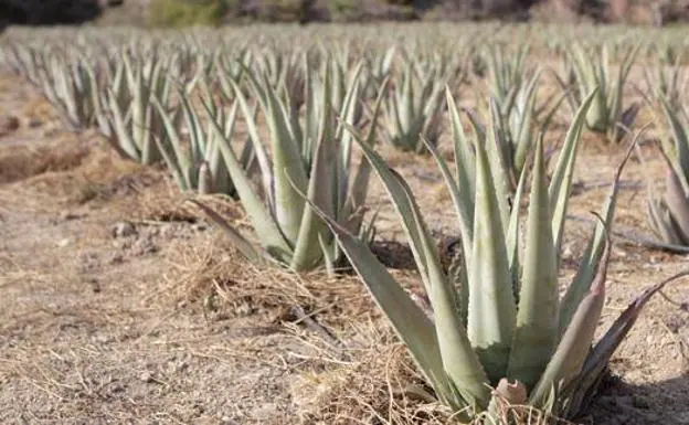 La OCU avisa: el aloe vera no es tan bueno como crees