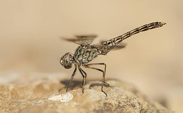 Imagen principal - Macho de 'Brachythemis impartita'. | Macho de 'Coenagrium caerulescens'. | Ejemplar de 'Cordulegaster boltonii'. 