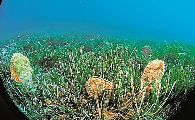 Un grupo de nacras sobre una pradera de posidonia, en el Mediterráneo.