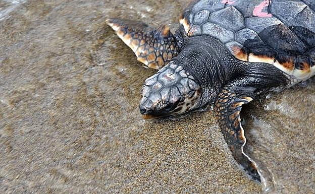Tortuga boba liberada en el litoral de la Región.