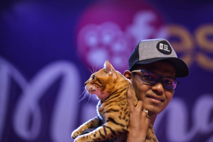 Festival de gatos celebrado en Banda Aceh, provincia de Indonesia. Varios tipos de gatos son traídos por sus dueños para ser disputados en seis categorías